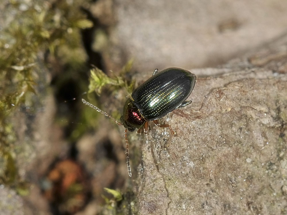 Crepidodera aurata?